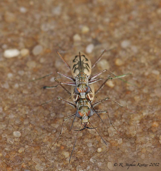 Ellipsoptera blanda